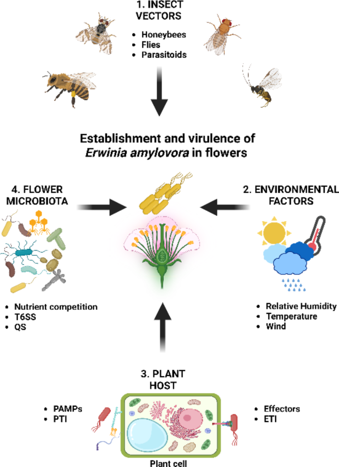 Erwinia amylovora yaşam döngüsü nedir? - Kapak Görseli