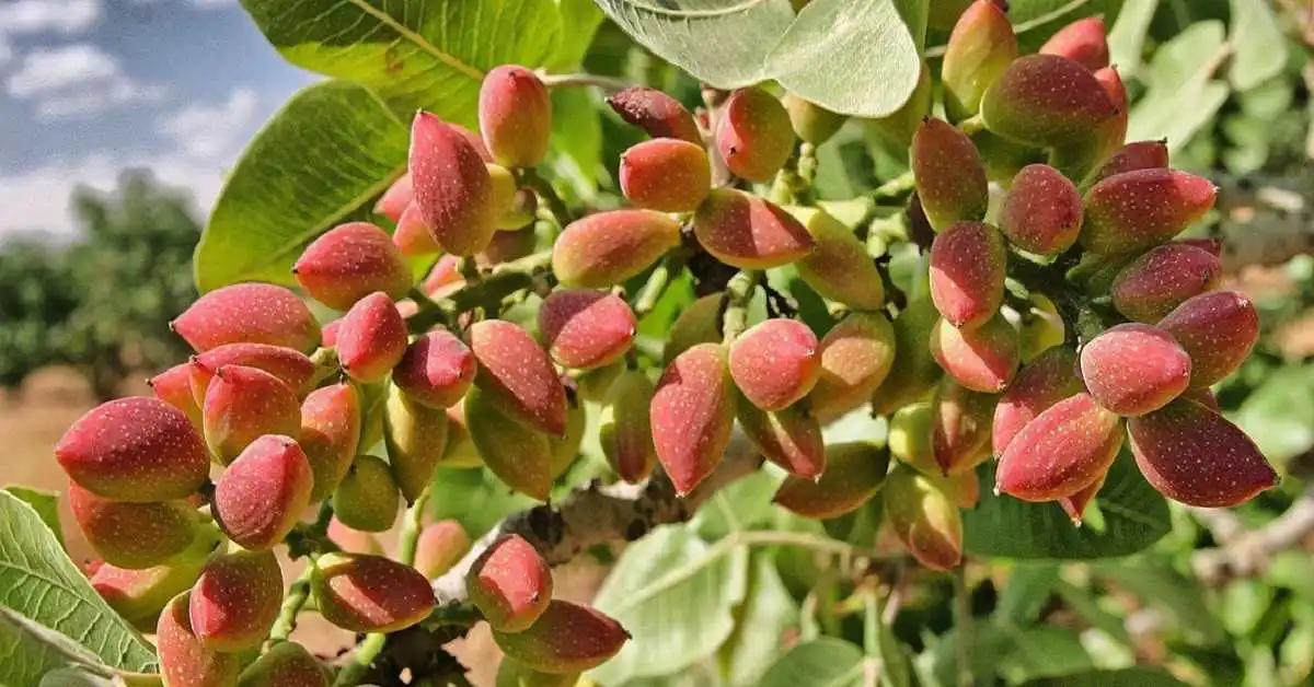 Antep fıstığı verimi: 1 dönümde kaç kilo alınır? [2026] - Kapak Görseli