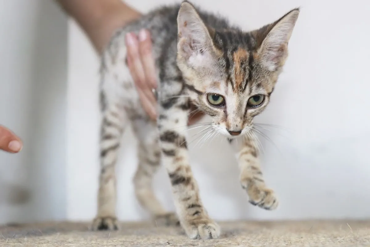 Kedinin Zayıflaması: Tehlike İşaretleri ve Uzman Uyarıları - Kapak Görseli